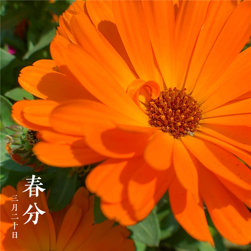 春分时节(图1)